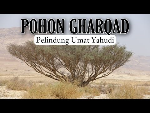 Get to know the Gharqad Tree in Palestine planted by Israel #treegharqad #treegharqadisrael