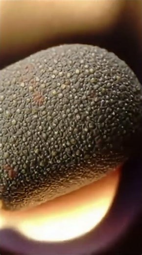 Deep Ear Scratching (Macro View) 👂🎤
