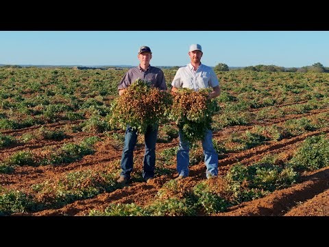 Peanut Harvest 2024