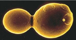 Reproduction in Fungi/Microbiology Subjective notes for BPharm/MCQs for GPAT and NIPER - Gpatindia: Pharmacy Jobs, Admissions, Scholarships, Conference,Grants, Exam Alerts