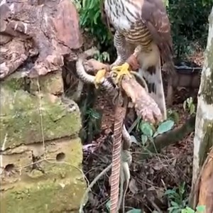 The venomous snake tried to resist but still had to die before the sharp claws of the hawk 😱 👉👉👉 Join our group : Animals Life | Wild World