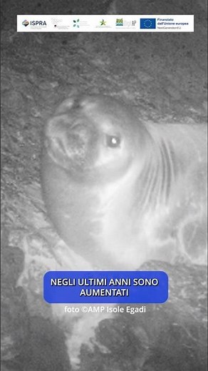 DigitAP - Monk Seal Monitoring