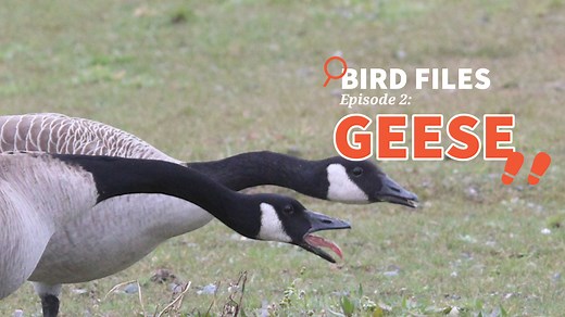 8.9K views · 457 reactions | Much has been said about the beautiful and rare birds of the world, but what about the birds so common they become forgotten? Join us for this episode of Bird Files as we uncover a "neighborhood bully" you may have spotted in your local park or golf course: the goose! | National Audubon Society | Facebook