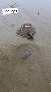 How to hide scallops in sand #reelsfypシ #trendingpost #usa #usareels | Matt Spearfishing