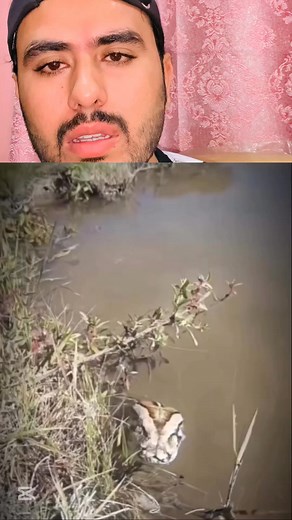 16K views · 186 reactions | Python snake #trending #trendingpost #interesting #trendingreels #viralreelschallenge #Amazing #talent #funny | Shahzaib Saghir | Facebook