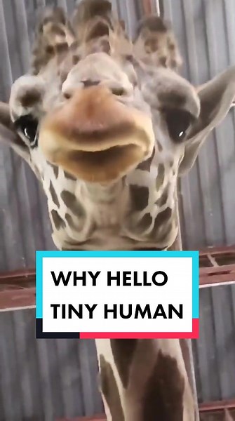 What Sound Do Giraffes Make? Discover the Giraffe's Unique Vocals!