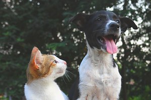My Cat Hates My Dog, What Can I Do?