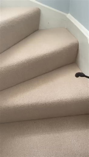 1.4K views | Say goodbye to carpet moths! Watch our expert team in...