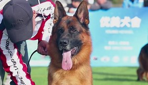 Zet vom Napte-Emmer-Eck in Province He-Nan show CSV. CHN 19-20 Fev. 2023 | TOP GSD SHOW