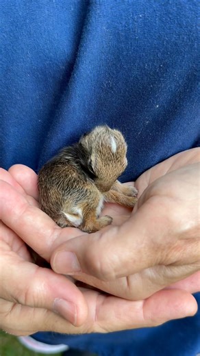 3.4M views · 109K reactions | Grooming Instincts in Action- This tiny...