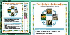 Butterfly Life Cycle Fact File