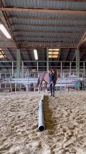 Weaving over flat poles in a straight line is an excellent exercise to develop your horse’s topline by enhancing coordination, balance, and lateral flexibility. As your horse carefully maneuvers their legs side to side over each pole, they must engage their core muscles and stabilizing back muscles to maintain balance and rhythm. This side-to-side movement activates the deep muscles along the spine and encourages a subtle lifting and rounding of the back, which strengthens the entire topline cha
