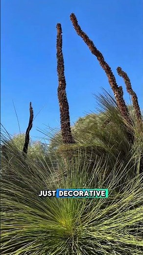 This Aussie Tree Survives Fire and Makes Tools | The Balga Explained