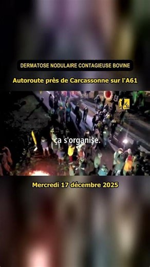 🚜 🇫🇷 🐄 #DNC Blockage of the A61 motorway near Carcassonne #livestock 🌾 17.12.2025 | MyCarnivore 🥩