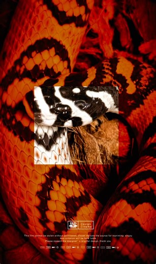 Colubrid FEST Is Closing In Quickly! ⭐️ 3 DAYS OF FUN September 12th - 14th (Setup, Mixer, Speakers, Panels, Colubrid ONLY Expo) Allen County War Memorial Museum 4000 Parnell Ave Fort Wayne, IN 46805 A show dedicated to our staple snakes, the colubrids. All too often we forget about the beauty and variations. Come check out the most exciting Colubrid ONLY show in the United States. Don’t miss out on this incredible event! A show dedicated to showcasing colubrids for their beauty and diversity. C