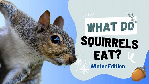 What Do Squirrels Eat In The Winter? 6 Common Foods