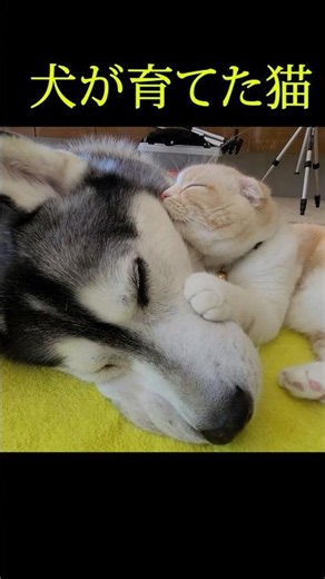 犬が育てた猫。#shorts