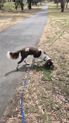 Alexis practicing self-control while free on the medium leash... the numbers are made up here, but having your dog practice keeping themselves in check at like 6 out of 10 on the energy scale is a good exercise. | Outdoor Paws