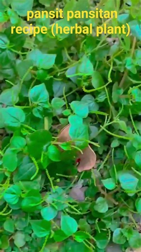 pansit pansitan recipe(herbal plant)