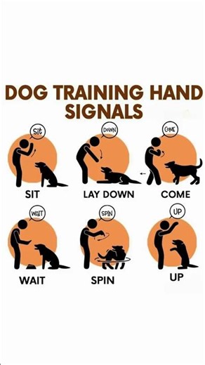 Basic hand training signals every dog owner should know!