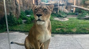 Erie Zoo cats play, roar, pace and more on a summer evening