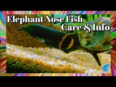 Elephant Nose Fish Care and Information - Peters' Elephantnose fish Care Guide