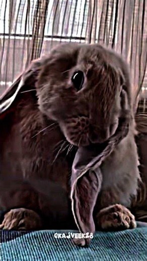 Black Big Rabbit 💀