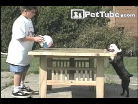 Funniest Pets & People: Episode 5- PetTube