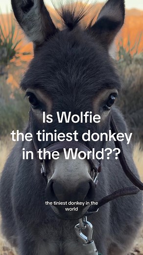 Meet Wolfie: The World's Tiniest Donkey!