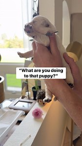 Guess whose eyes are opening! All of a sudden yesterday, when we were doing ENS, we saw all these little black eyes peering out at us. Seriously, so cute. 🐾 Their early vision is very blurry & will continue to improve as time passes. We will be careful about harsh light in their eyes, as damage can be done at this age. Otherwise, they are a touch early with those eyes opening and are developing beautifully. 🐾 A lot of you ask about the puppy piles - essentially, why do they do it? While I am c