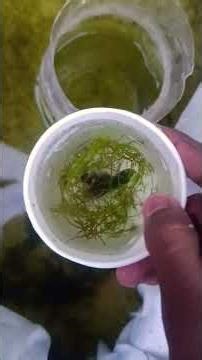 Betta fish breeding project