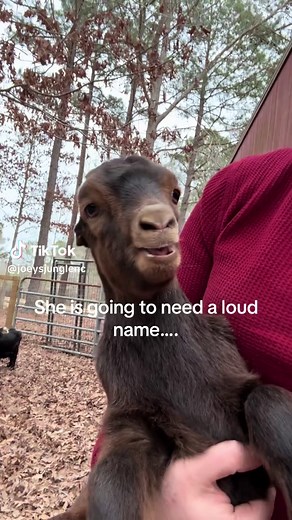 Choosing the Perfect Loud Name for a Baby Goat