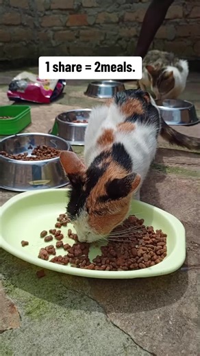 Asking out every animal lover to contribute $50 so that i can continue taking good care of these rescued cats.