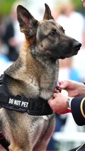 A war hero dog wearing a harness labeled “Do Not Pet” being recognized with a medal