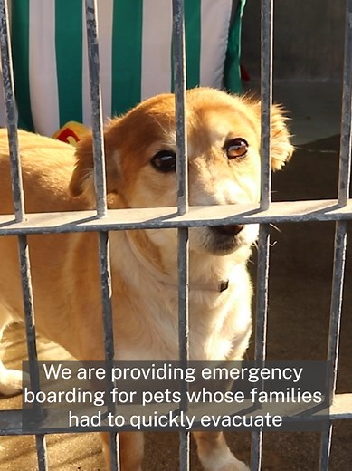 As the Eaton Fire continues to devastate our community, Pasadena Humane has taken in over 400 animals. Thank you so much for your outpouring of support - it has meant the world to us during this difficult time. We need your help more than ever as we continue to take in animals who are lost, injured, and displaced. Your monetary donation helps us provide emergency resources to animals who need it most. Visit give.pasadenahumane.org/fire or tap the link in our bio to donate.