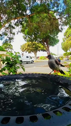 A confident Noisy Miner stopping by our backyard bird bath for a proper splash and clean. Watching Aussie birds bathe is such a simple, joyful nature moment 🌿✨ #NoisyMiner #BirdBathTime #AussieBirds #BackyardBirds #AustralianWildlife