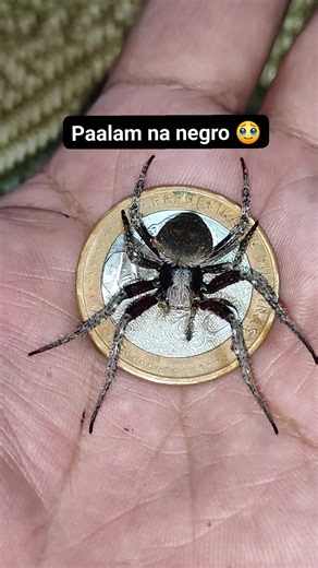 Paalam Negs | Ryan Kadagit