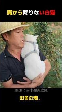 肩から降りない白猫の秘密。#猫のいる暮らし#保護猫#感動#癒し動画#おじいちゃんと猫