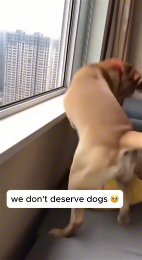 Trained dog protects baby from window ledge | Story House