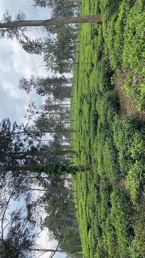 *Bitherkad Estate for sale* Total extent - 105Acres ( 100 acres Documented ) 5 acres in Bitherkad town with old bungalow . 70 acres well maintained tea plantation 26 acrescoffee and Aracanut ( Beetle) 4 acres of Swamp land , 2 wells and 3 ponds ( excellent water source ) One building with muster office , chemical room , leaf room , Etc . 26 kms from Gudalur town Going towards Sulthan bathery Elevation 1000 meters above sea level 110 Kms to Calicut 70 kms to ooty 110 kms to Mysore airport Complet