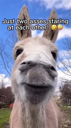 #Meme #donkeys #fyp #viral #funnyvideo