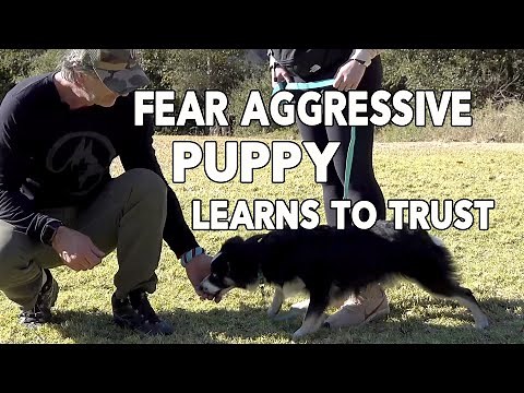 Fear Aggressive Puppy Learns to Trust Through Fair Puppy Training