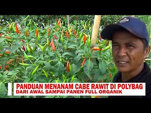 Panduan Lengkap Menanam Cabe Rawit di Polybag Dari Awal Sampai Panen Di Musim Hujan