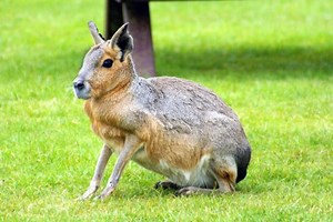 マーラってどんな動物？ペットにできるの？ふれあえる動物園も紹介！