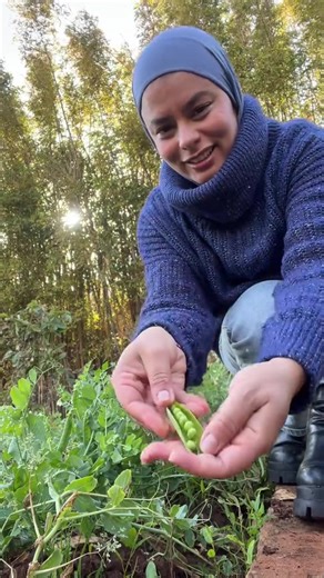 Récolte du jour : légumes frais et herbes aromatiques