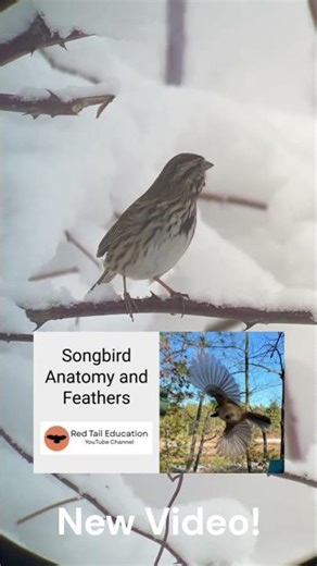 Want help identifying songbirds and sparrows? Check out this new video!
