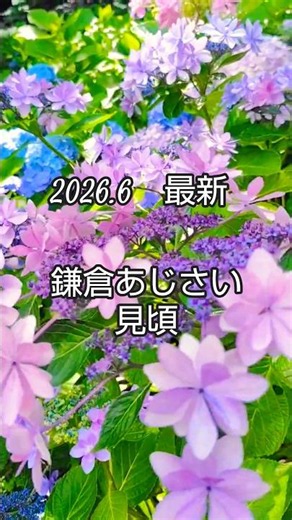 【2026.6月最新/鎌倉・長谷寺】見頃のあじさい絶景と、カレーと海に癒やされる2026KAMAKURA/Hydrangea