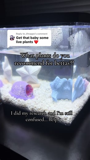 Best Plants for Betta Fish Tanks