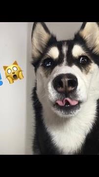 My Talking Husky Answers Your Questions! (She Beat Up Alexa)