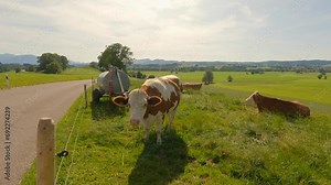 The theme of agriculture and cattle breeding and raw dairy products in the Alps. Brown and white cows graze in the Germany region of Bavaria in summer in sunny weather. Curious cow. German Alps